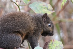 Sciurus carolinensis