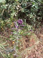 Streptanthus campestris