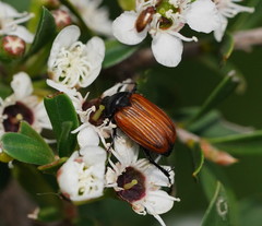 Phyllotocus rufipennis