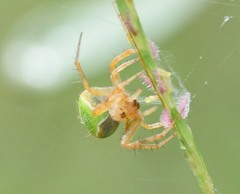 Araneus detrimentosus