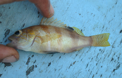 Serranus hepatus