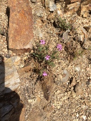 Erodium cicutarium cicutarium