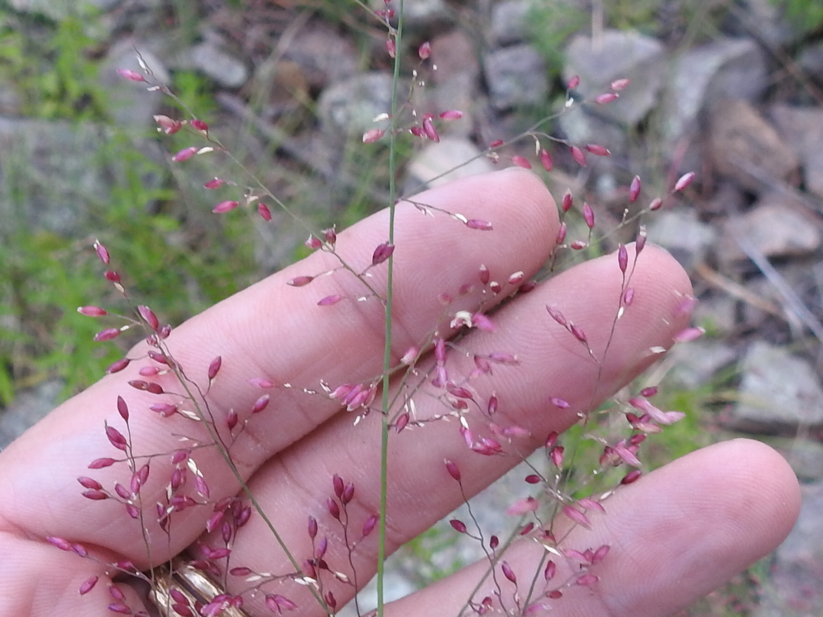 Zuloagaea bulbosa