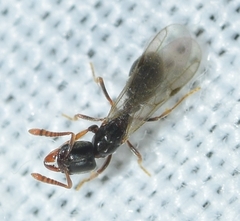 Hypoponera punctatissima