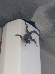 Anolis cristatellus
