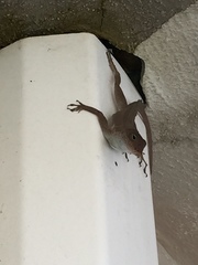 Anolis cristatellus
