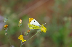 Anthocharis euphenoides