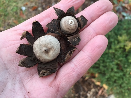 rounded earthstar