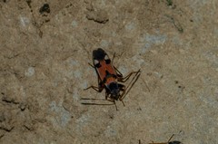 Beosus quadripunctatus