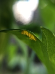 Harmonia axyridis