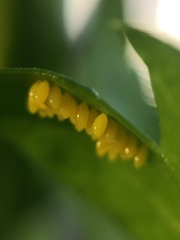 Harmonia axyridis