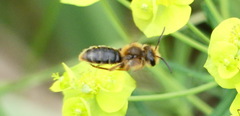 Andrena dunningi