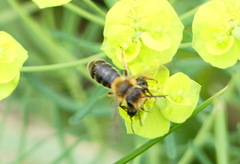Andrena dunningi