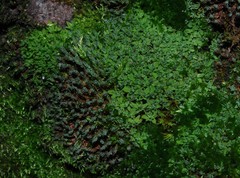 Dialytrichia mucronata