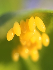 Harmonia axyridis