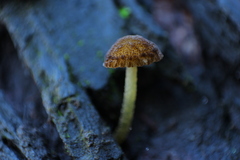 Pluteus