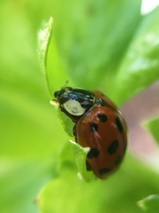 Harmonia axyridis