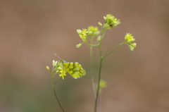 Anthocharis euphenoides