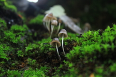 Mycena