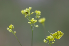 Anthocharis euphenoides