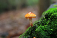Gymnopilus austropicreus