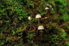 Mycena