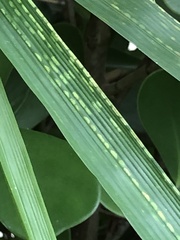 Stigmaeopsis celarius