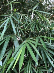 Stigmaeopsis celarius