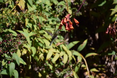 Selasphorus flammula