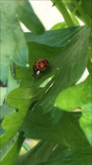Harmonia axyridis