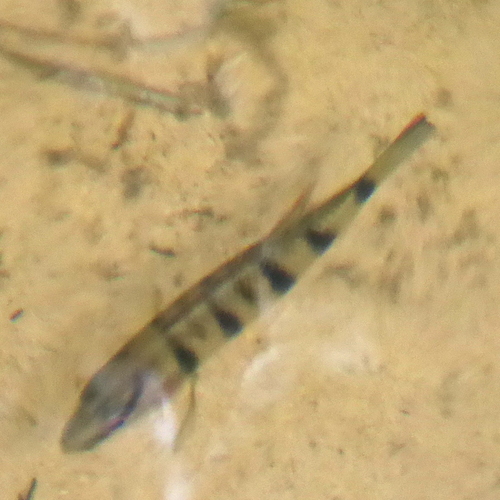 Banded Jewelfish