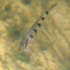 Hemichromis fasciatus