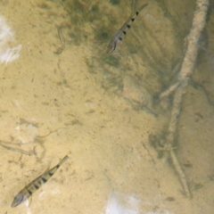 Hemichromis fasciatus