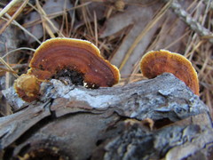 Gloeophyllum sepiarium