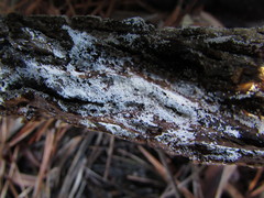 Aegerita candida