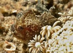 Antennarius randalli