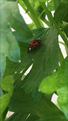 Harmonia axyridis