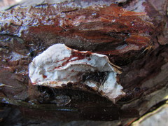 Stereum sanguinolentum