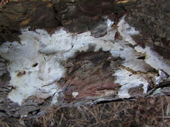 Basidiomycota