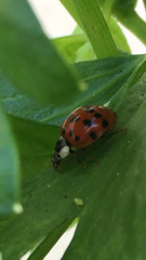 Harmonia axyridis