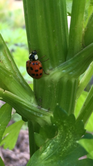 Harmonia axyridis