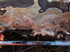 Dacryobolus karstenii