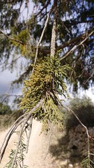 Arceuthobium oxycedri