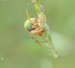 Araneus detrimentosus