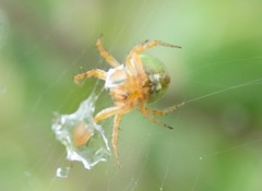 Araneus detrimentosus