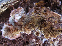 Serpula himantioides