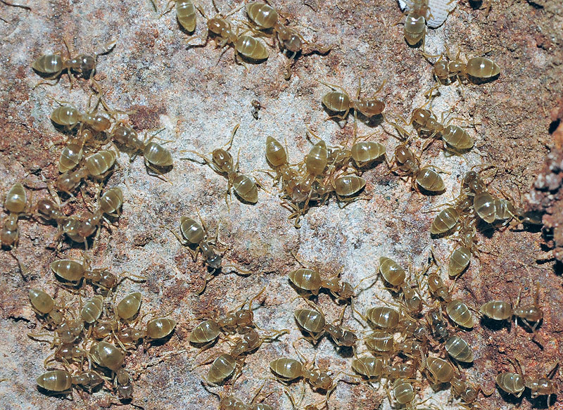 Bothriomyrmex atlantis