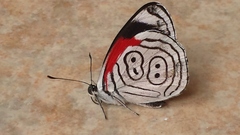 Diaethria anna