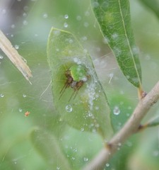 Araneus detrimentosus