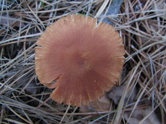 Laccaria proxima